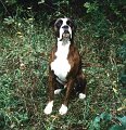 1996-01 - Rocco